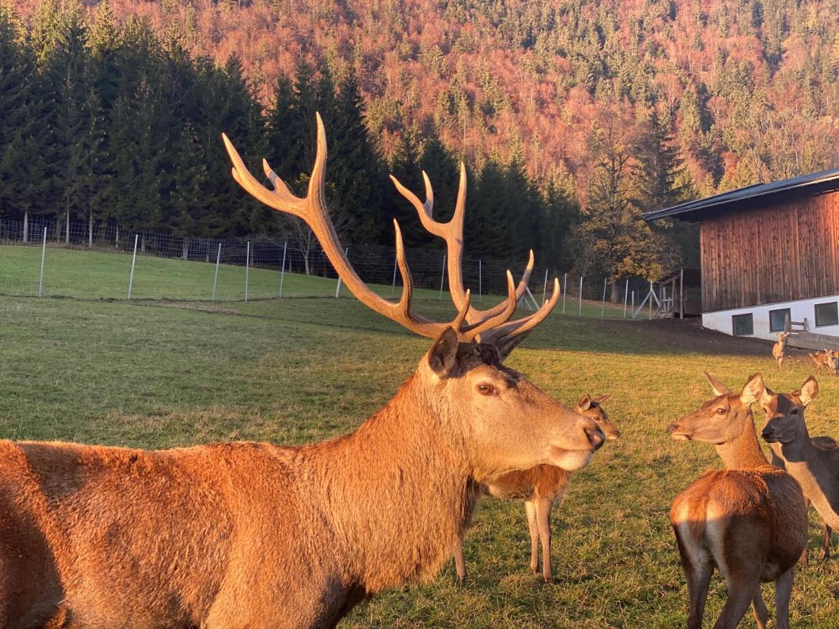 Hotel Berghof Haselsberger Sankt Johann in Tirol Exterior foto